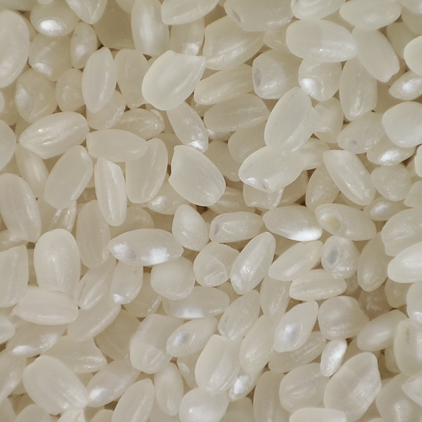Japanese Short Grain Rice
